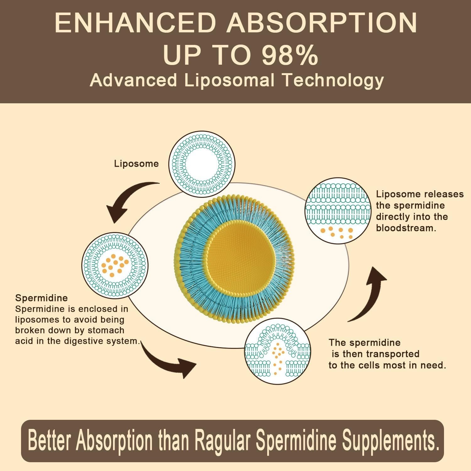 Extracto liposomal de germen de trigo de espermidina de 1500 MG, absorción máxima, suplemento de espermidina de 15 mg - Image 7